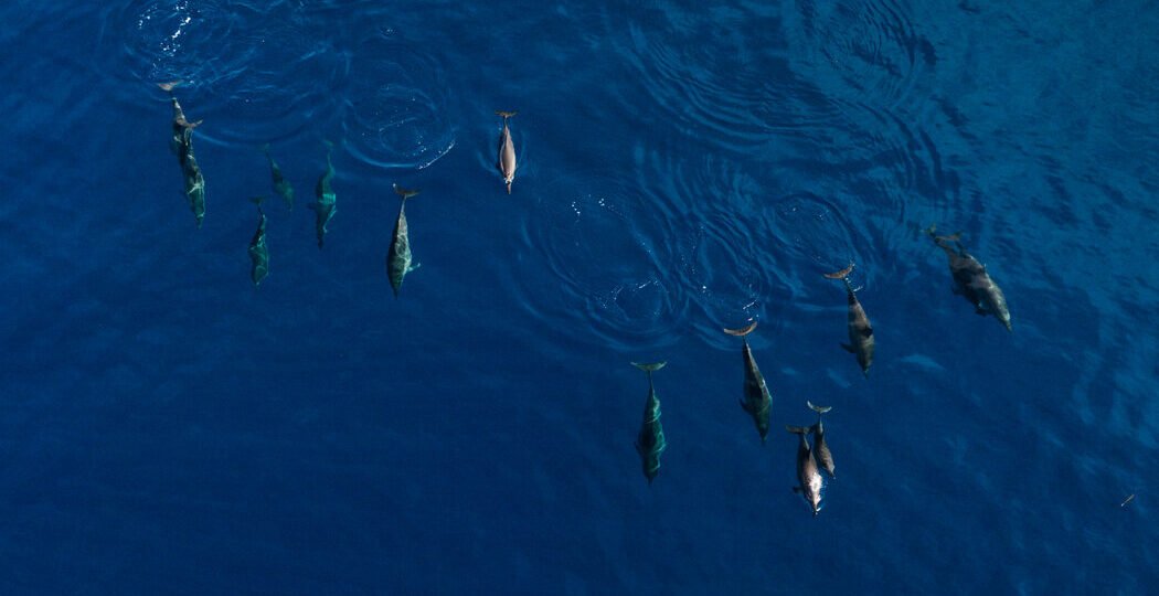 00solomon-dolphins-01-mkzp-facebookJumbo.jpg