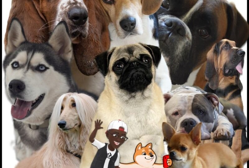 11-captivating-songs-about-dogs.jpg