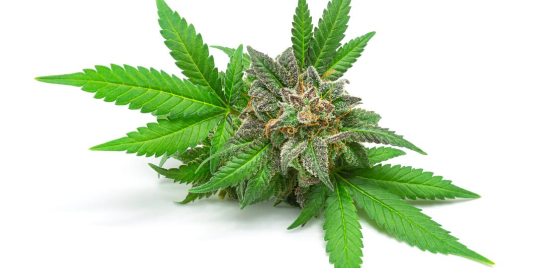 cannabis-scaled.jpg