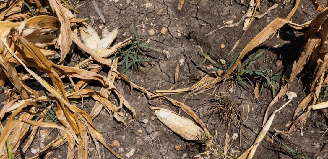 drought-heat-wave-crop-Bloomberg-scaled.jpg